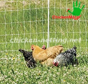 hens in cropfield protected by chicken net