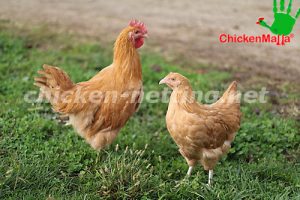 hens in chicken house