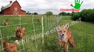 poultries in chickenhouse