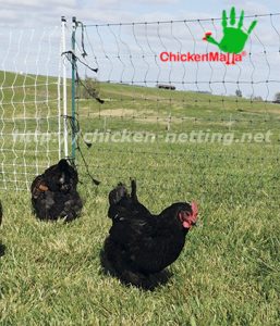 black chickens inside on hen house made with chickenmalla