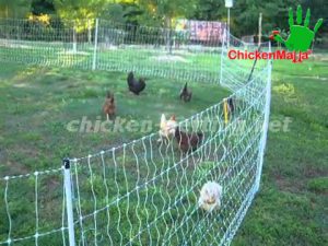 Chicken Coop