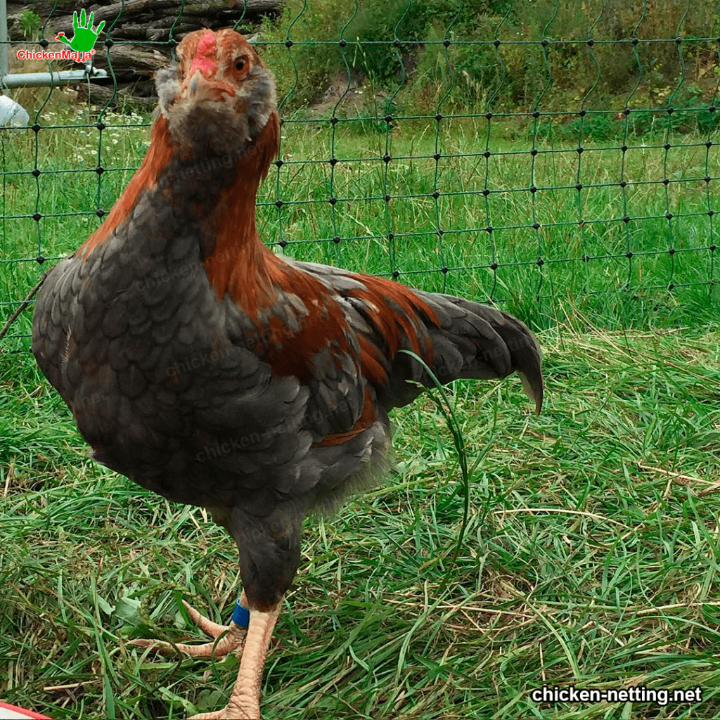 Chicken mesh for hen house 