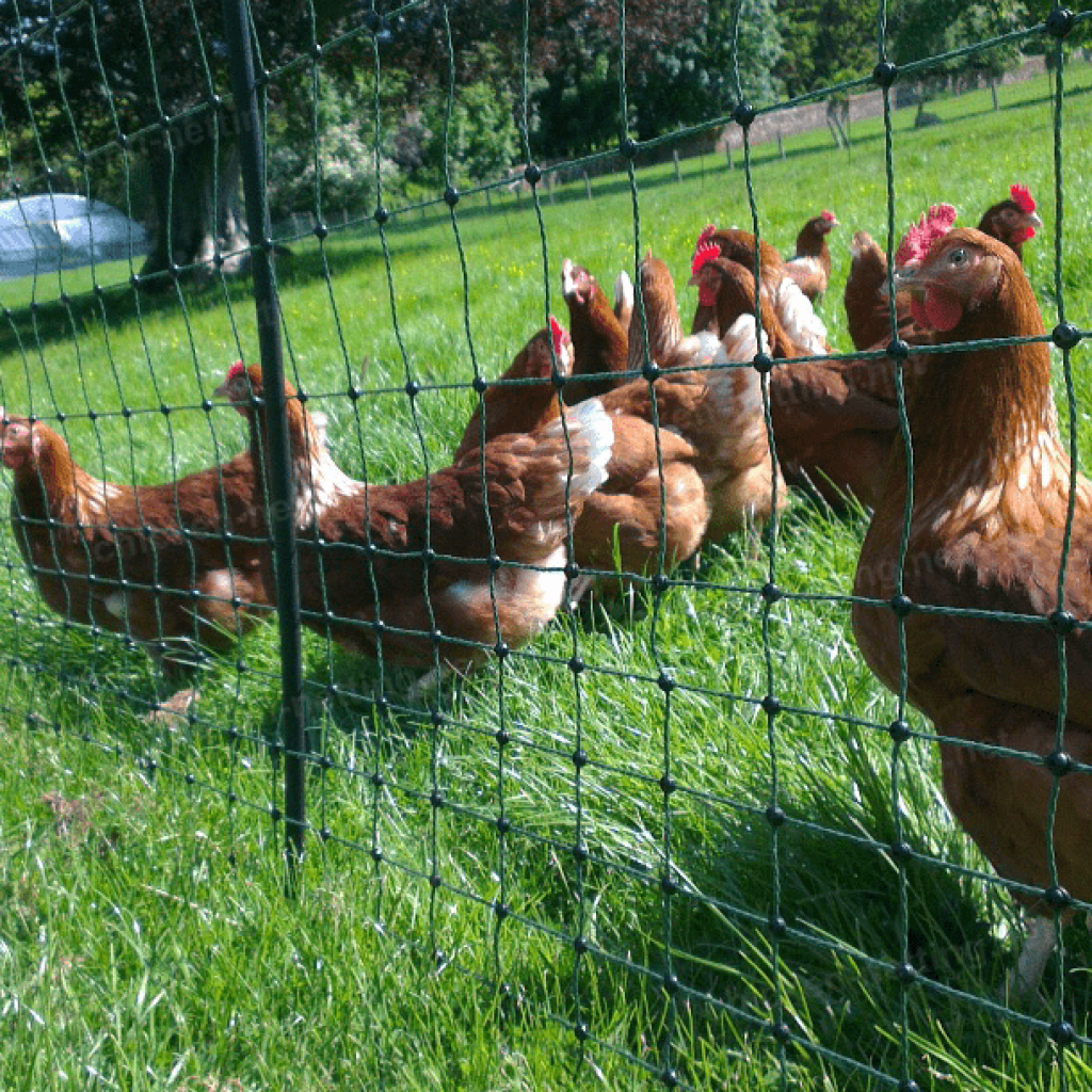 Chicken netting for chicken coop 