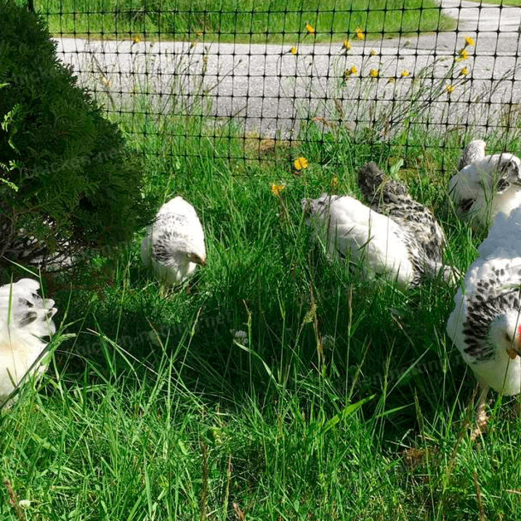 chicken mesh for protect chicken from predators 